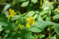 Yellow Jewelweed Ã¢â¬â Impatiens pallida Royalty Free Stock Photo